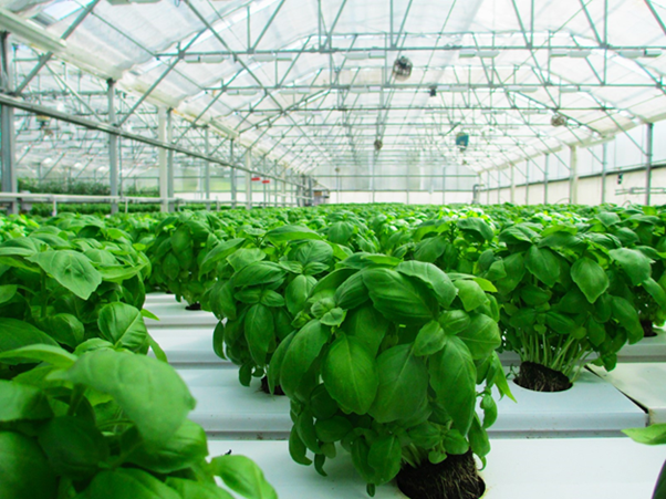 Basil growing in greenhouse